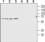 VGAT Antibody in Western Blot (WB)