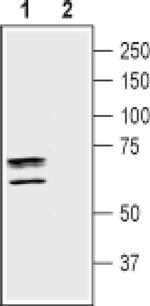 TAUT Antibody in Western Blot (WB)