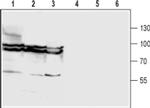 GlyT1 (extracellular) Antibody in Western Blot (WB)