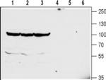 GlyT2 (extracellular) Antibody in Western Blot (WB)