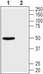 GLUT2 Antibody in Western Blot (WB)