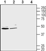 GLUT2 Antibody in Western Blot (WB)