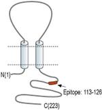Sigma-1 Receptor Antibody