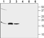 GABARAP Antibody in Western Blot (WB)