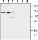 KCC1 Antibody in Western Blot (WB)