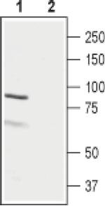 LHR (extracellular) Antibody in Western Blot (WB)