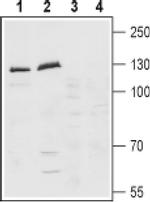 LPHN1 (extracellular) Antibody in Western Blot (WB)