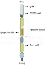 GP130 (extracellular) Antibody