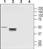 LPAR3 (extracellular) Antibody in Western Blot (WB)