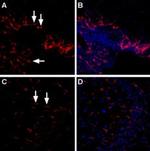 LPAR4 (extracellular) Antibody in Immunohistochemistry (IHC)