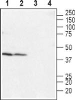 LPAR4 (extracellular) Antibody in Western Blot (WB)