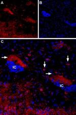 CHRM4 Antibody in Immunohistochemistry (IHC)
