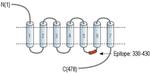 CHRM4 Antibody