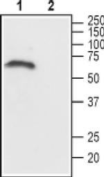 CHRM1 Antibody in Western Blot (WB)
