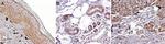 MC1R Antibody in Immunohistochemistry (Paraffin) (IHC (P))