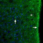 MC3R (extracellular) Antibody in Immunohistochemistry (Frozen) (IHC (F))