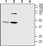 MTNR1B Antibody in Western Blot (WB)
