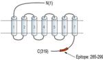 MRGD Antibody