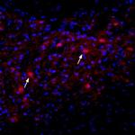 CHRNA2 (extracellular) Antibody in Immunohistochemistry (Frozen) (IHC (F))