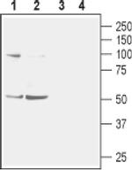 CHRNA2 (extracellular) Antibody in Western Blot (WB)