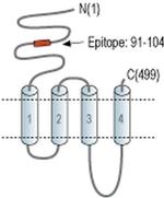 CHRNA3 (extracellular) Antibody
