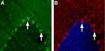 CHRNA4 (extracellular) Antibody in Immunohistochemistry (Frozen) (IHC (F))