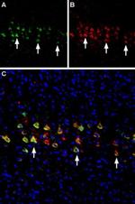 CHRNA4 (extracellular) Antibody in Immunohistochemistry (Frozen) (IHC (F))