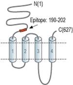 CHRNA4 (extracellular) Antibody