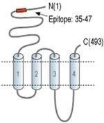 CHRNA6 (extracellular) Antibody