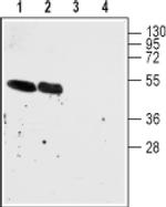 CHRNA7 (extracellular) Antibody in Western Blot (WB)