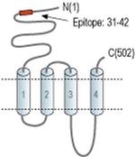 CHRNA7 (extracellular) Antibody
