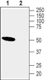 CHRNA10 Antibody in Western Blot (WB)