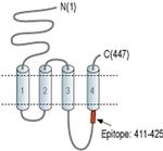 CHRNA10 Antibody