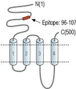 CHRNB2 (extracellular) Antibody