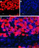 CHRNB4 (extracellular) Antibody in Immunohistochemistry (Frozen) (IHC (F))