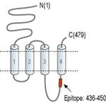CHRNA9 Antibody