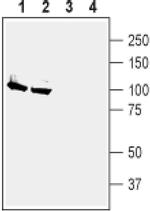 ATP1A2 Antibody in Western Blot (WB)