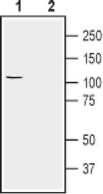 ATP1A2 Antibody in Western Blot (WB)
