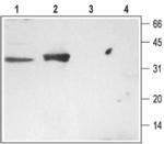 Syntaxin 3 Antibody in Western Blot (WB)