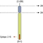 Syntaxin 3 Antibody