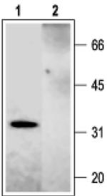 Syntaxin 2 Antibody in Western Blot (WB)