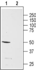 NPY5R Antibody in Western Blot (WB)