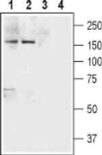 NRXN1 (extracellular) Antibody in Western Blot (WB)
