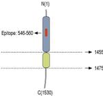NRXN1 (extracellular) Antibody