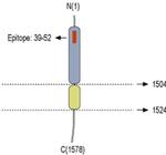 NRXN3 (extracellular) Antibody
