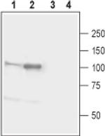 Neuroligin 1 (extracellular) Antibody in Western Blot (WB)