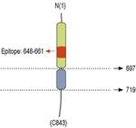 Neuroligin 1 (extracellular) Antibody