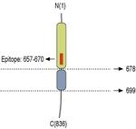 Neuroligin 2 (extracellular) Antibody