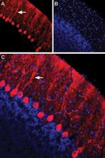 Nectin 1 (extracellular) Antibody in Immunohistochemistry (Frozen) (IHC (F))