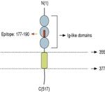 Nectin 1 (extracellular) Antibody